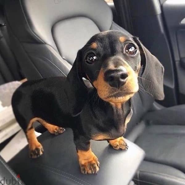 dachshund imported puppy per request 0