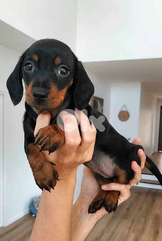 Mini Dachshund Imported black and tan teckel wiener 0
