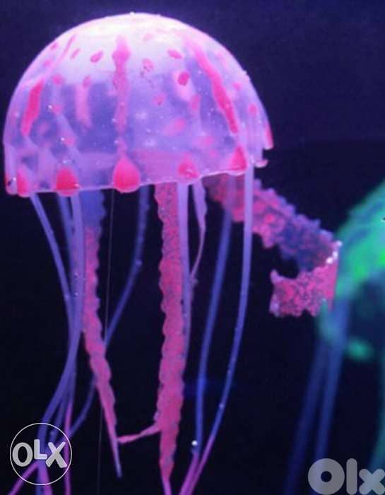 Magical luminous aquarium jellyfish 4