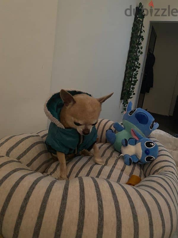 male chihuahua for mating كلب شيواوا للزواج 0