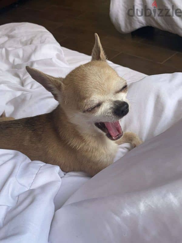 male chihuahua for mating كلب شيواوا للزواج 2