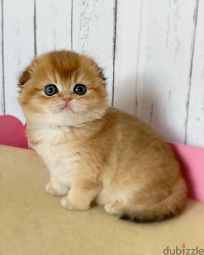 Adorable Scottish Fold Golden Chinchilla kitten Imported Cat قطط dlvry