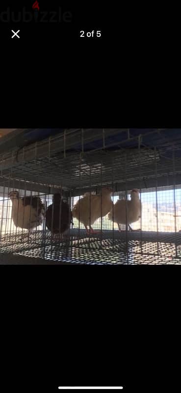 فري جامبو للبيع