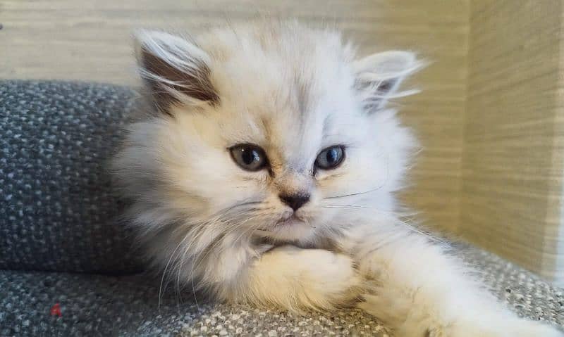Chinchila Long Hair Blue eyes 0