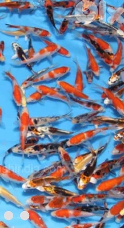 japanese koi fish 1