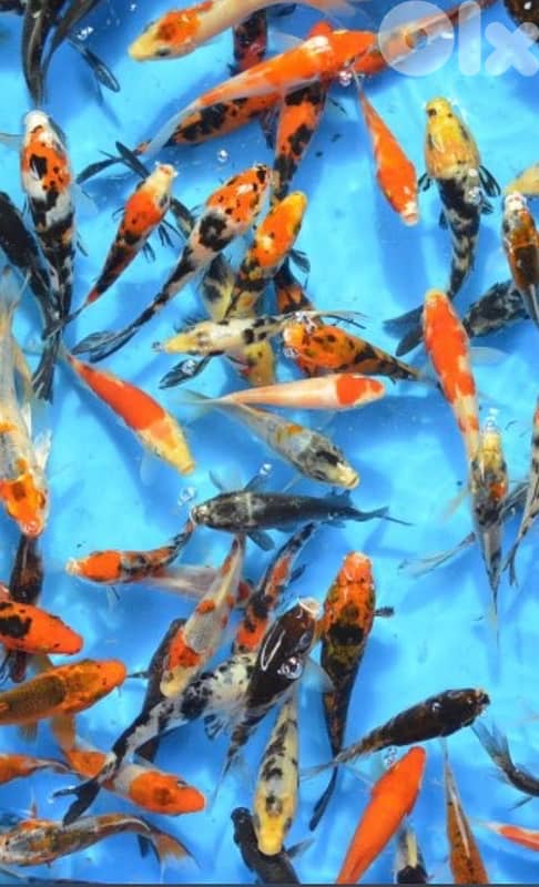 japanese koi fish 2