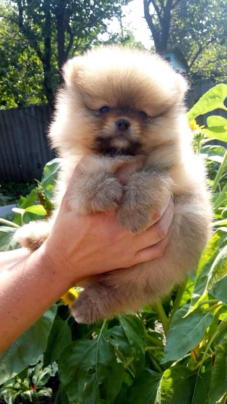 Pomeranian imported 0