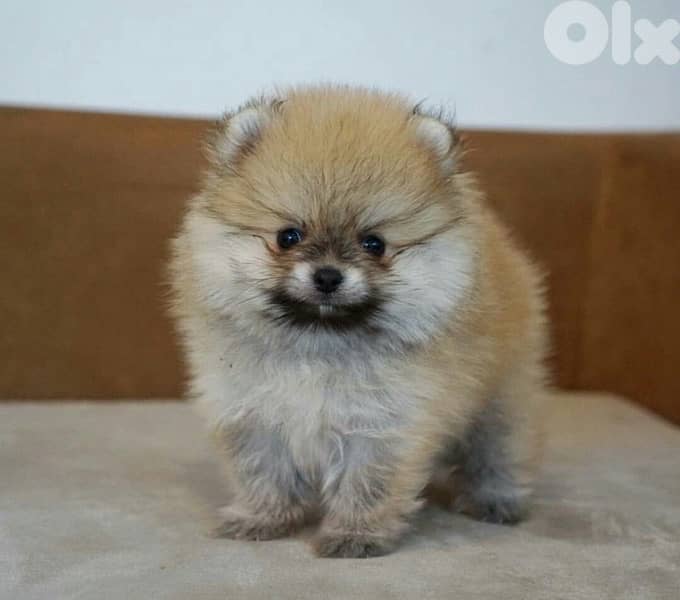Pomeranian imported puppy love 0