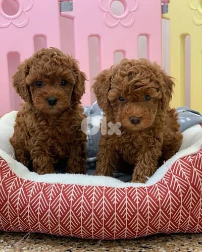imported Poodle puppy available Dog كلاب