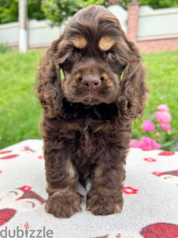 American & English Cocker Spaniel 0