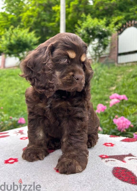 American & English Cocker Spaniel 1