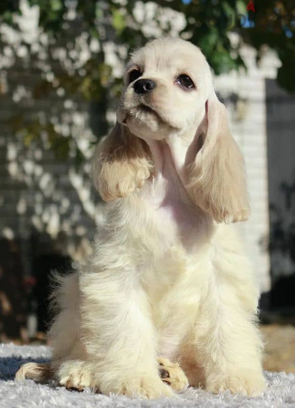 American & English Cocker Spaniel 3