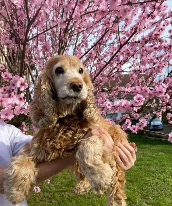 American & English Cocker Spaniel 4