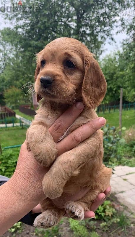 American & English Cocker Spaniel 8