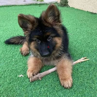 Healthy German Shepherd Puppy – Ideal for Family or Guarding