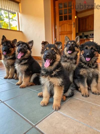 Elite German Shepherd Puppy –Exceptional Quality & Bloodline-Available