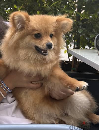 Pomeranian , vaccinated, potty trained in school (1 full month)