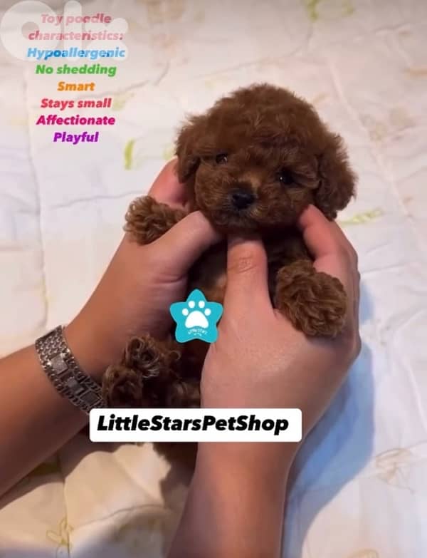 The one & only REAL MICRO TEACUP SIZE pure breed Poodle Puppy/Dog/ كلب 0