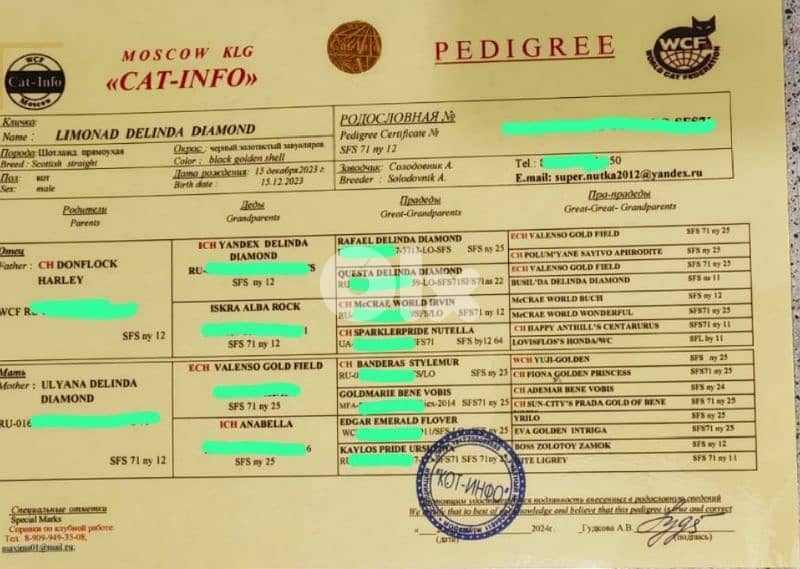 Golden chinchilla ny12 for mating للزواج فقط 4