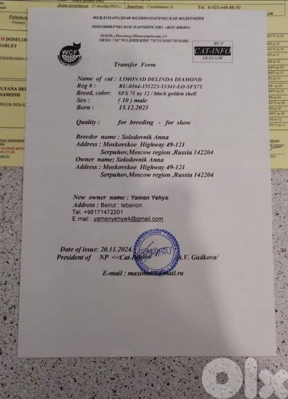 Golden chinchilla ny12 for mating للزواج فقط 5