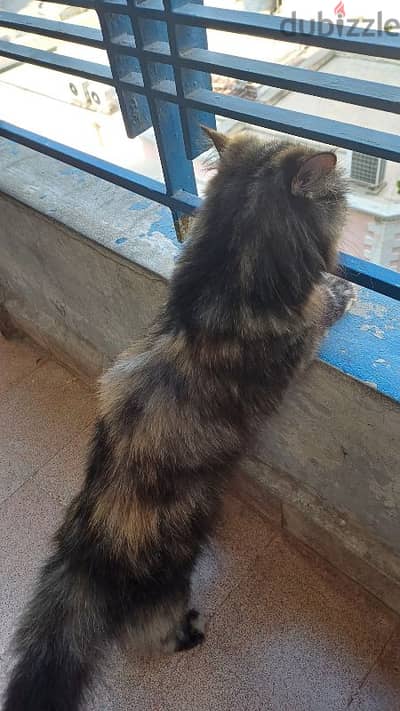 Pure Himalayan for mating