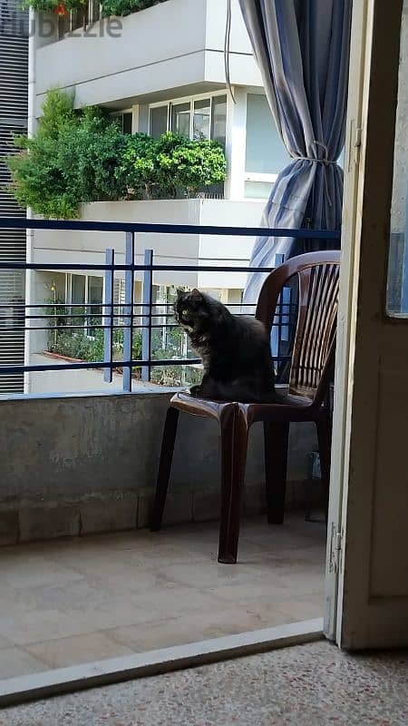 Pure Himalayan for mating 1