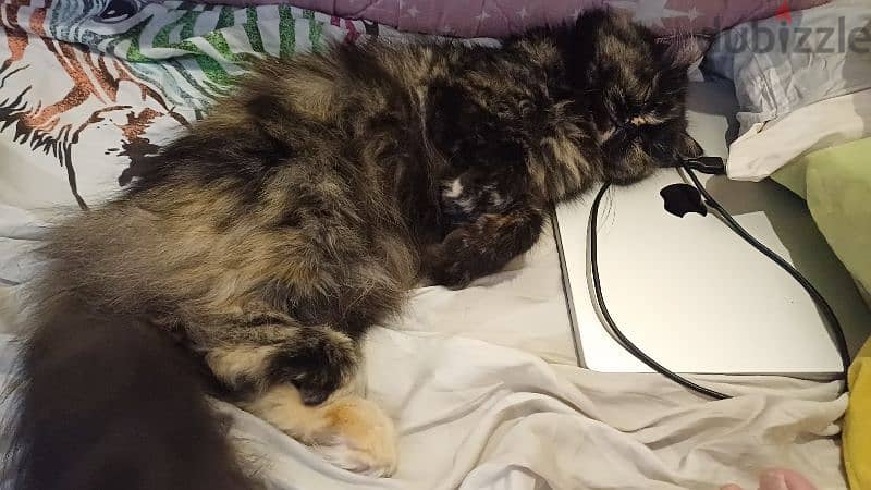 Pure Himalayan for mating 2