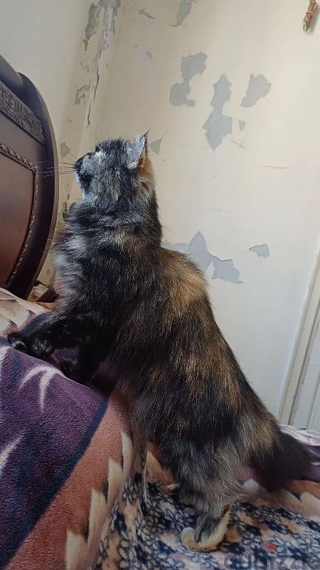 Pure Himalayan for mating 3