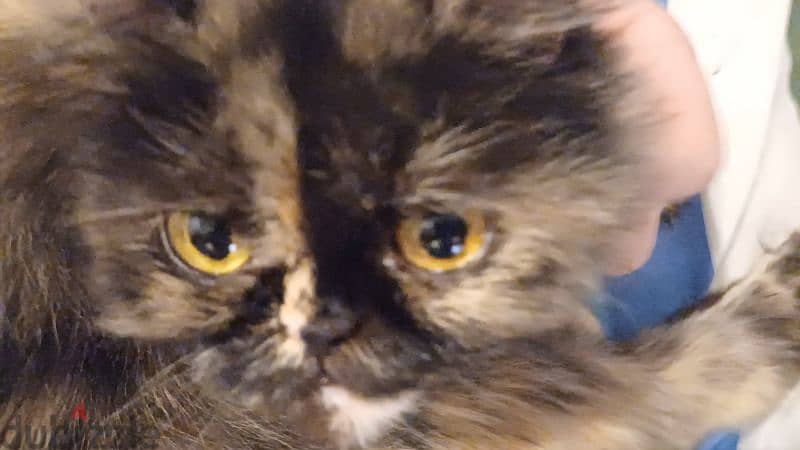 Pure Himalayan for mating 4