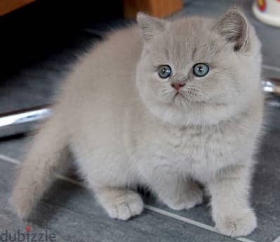 british and scottish kittens 70485808