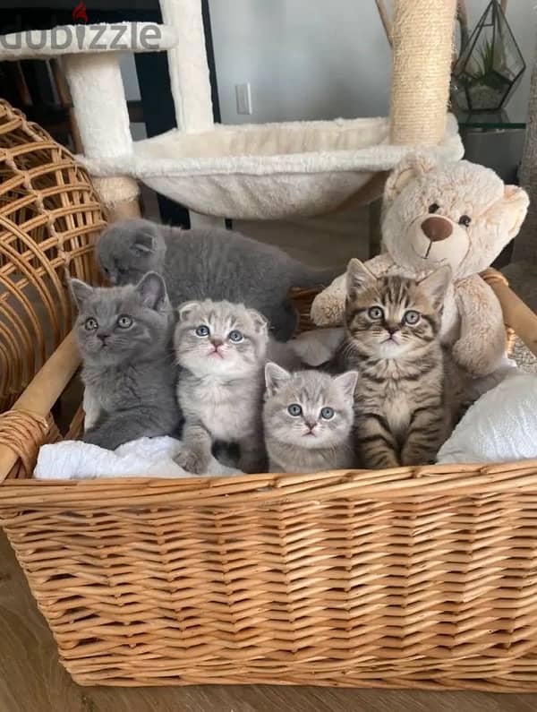 british and scottish kittens 70485808 1