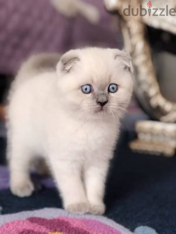 british and scottish kittens 70485808 2