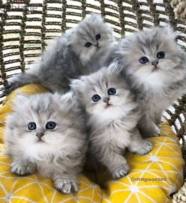 british and scottish kittens 70485808 5