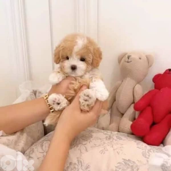 Cutest Teacup Maltipoo puppy pure breed Delivery / dog / كلاب جرو كلب 0