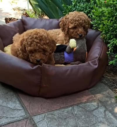 toy poodle available from Europe