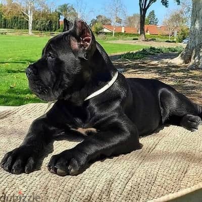 Majestic Cane Corso Puppies Available in Store & Delivery