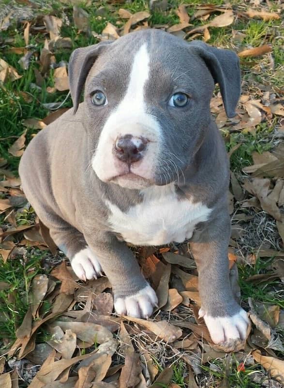 Pure breed Blue Pitbull puppy available Delivery Dog كلب 0