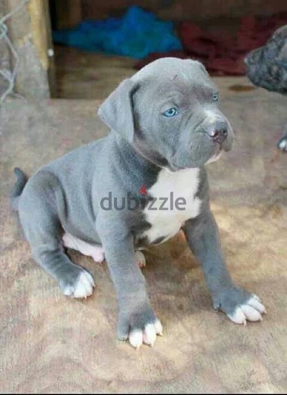 Stunning Pure breed Blue Pitbull puppy available Delivery Dog كلب 0