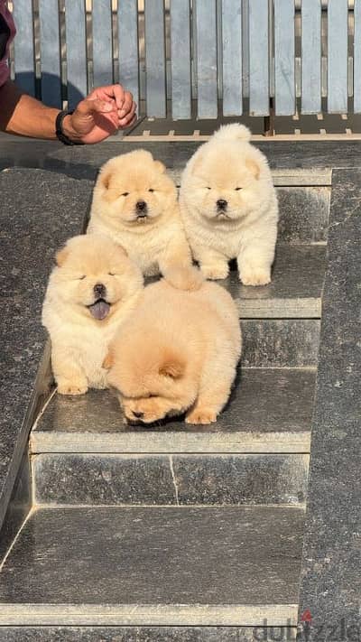 Beautiful Chow Chow Puppies Available in Store & Delivery Imported