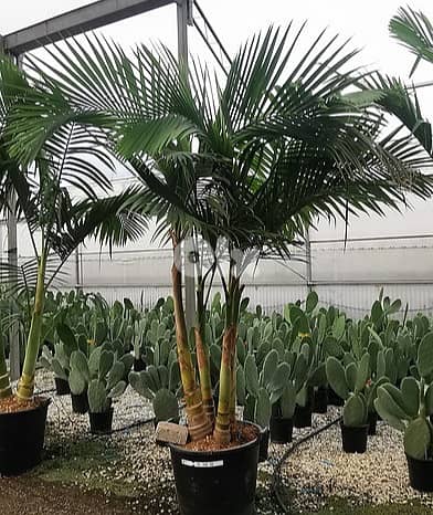 Italian big Archontophoenix palm 0