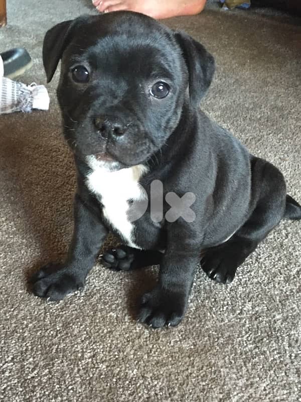 Unique Black Pitbull puppy available in store! Dog Delivery كلب 0