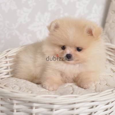 SMALL Pomeranian spitz cream puppy Delivery