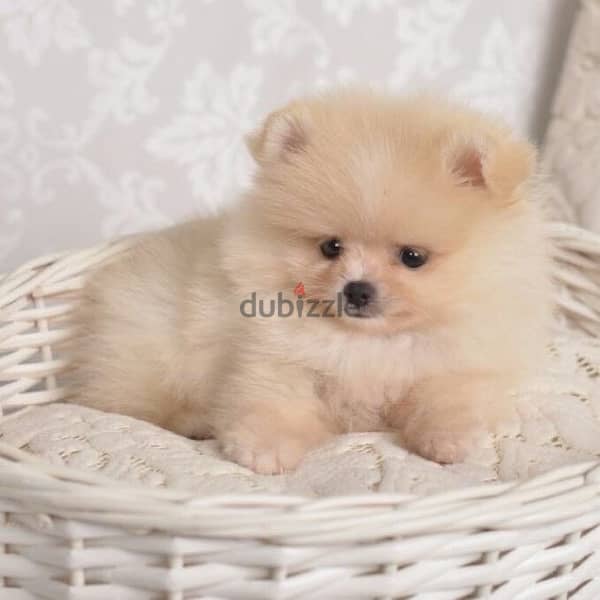 SMALL Pomeranian spitz cream puppy Delivery 0