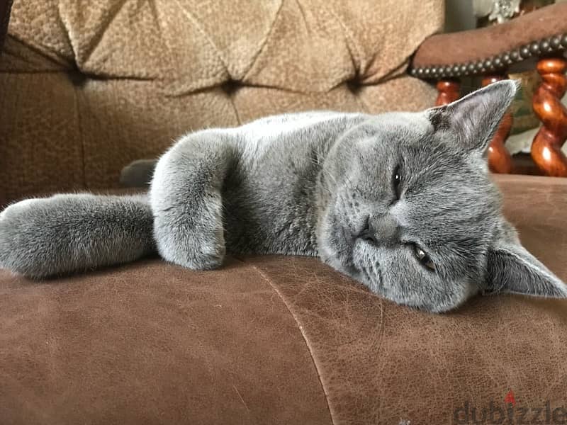 female cat for sale 1