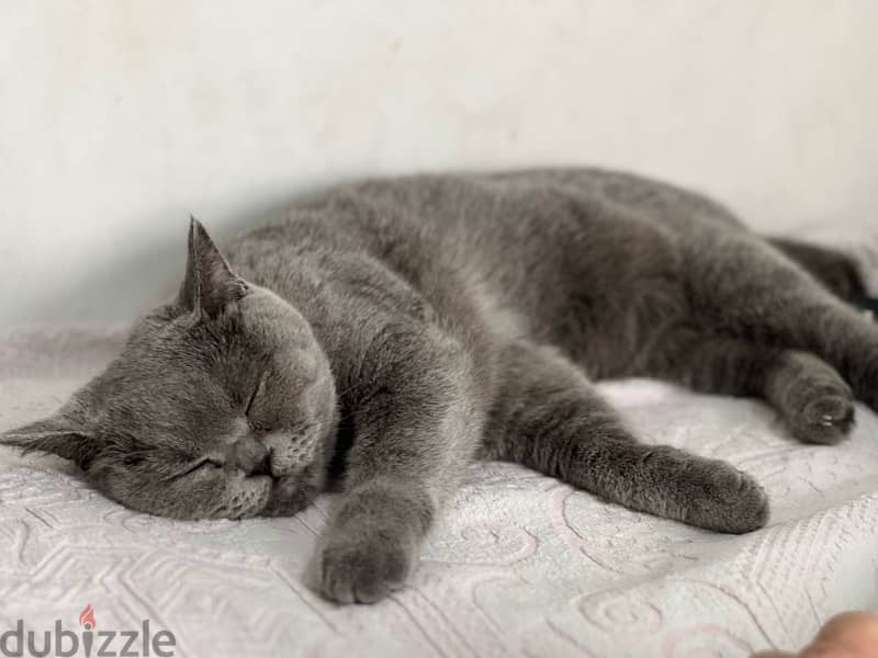 female cat for sale 2