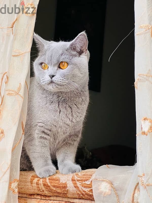 female cat for sale 3