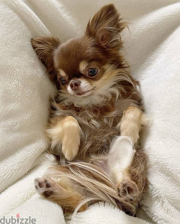 Cutest Chihuahua long hair chocolate & tan imported Dog Delivery كلب 0