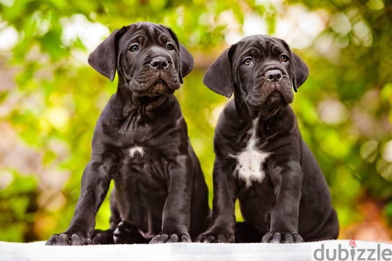 Cane corso Puppy 0