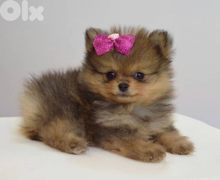 Spitz Pomeranian Puppies/ dog كلاب 0