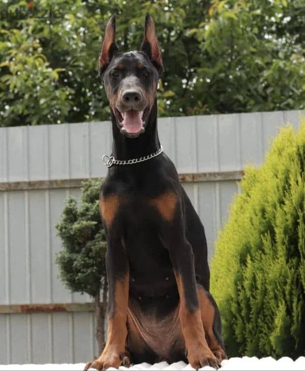 Imported European Doberman 3